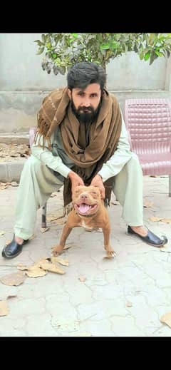 Pittbull
