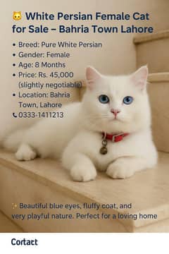 Persian Cat (فارسی نسل) سے تعلق رکھتی ہے