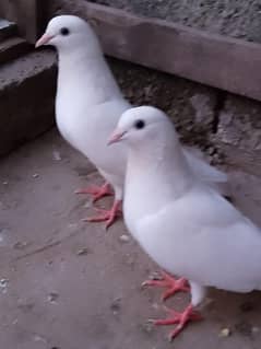 white vehshi nasal pigeons