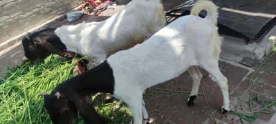 Tame goat pair for sale