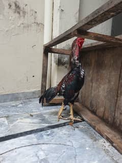 Thai Home breed