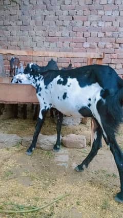 dhoodh wali bakri