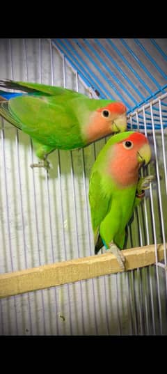 rosicolli peachface and blue fisher
