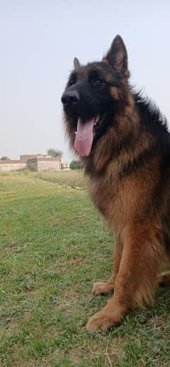 German shepherd puppy for sale