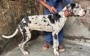 Great Dane Female 9 Month Old Fully Active.