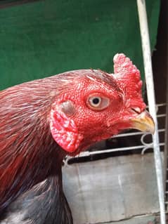 pure Aseel patha active and breeder available