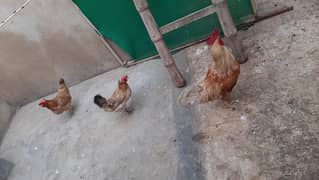 Misri Desi Trio Hens cock egg laying