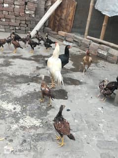 pure aseeel home breed