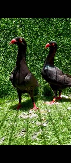 black self danish (breaker pair)