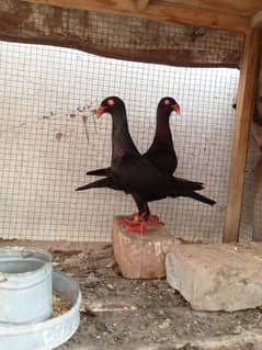 black self danish (breaker pair)