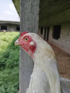 white Heera white eyes white Noke nali
