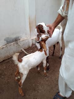 bakri or bacha