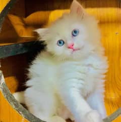 my Persian kittens for sale white colour Blue eyes 2 month age