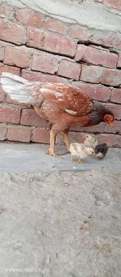 for sale