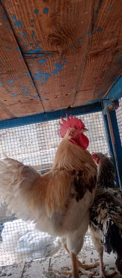 chini murgi chicks  buff females