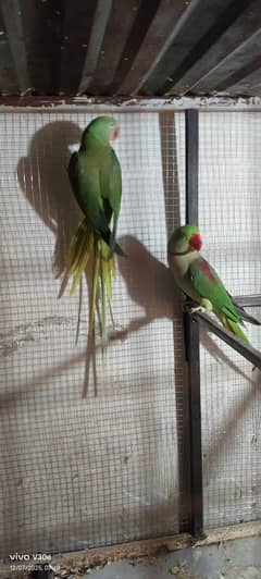 Breader pair ha jis ko Lena ha rabta kray