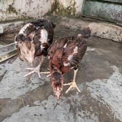 Aseel Chicks