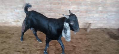 daroga bakra for sale