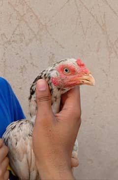 Aseel Eggs