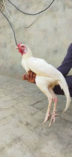 white heera aseel