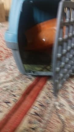 Cat Travel Cage