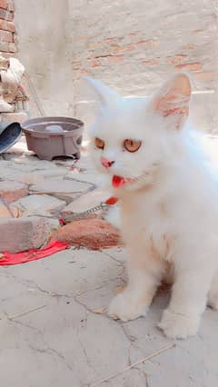 For Sale