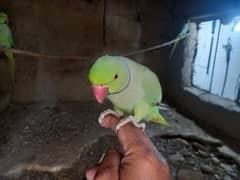 two breader male