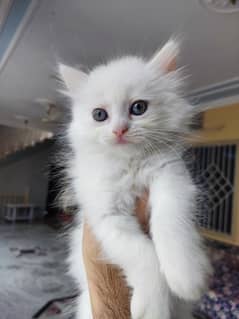 persian kitten pair for sale