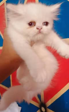 pure persian punch face