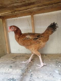 Egg Laying Murgi For Sale – Rozana Anda