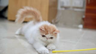 Persian CFA imported bloodline kitten peki face