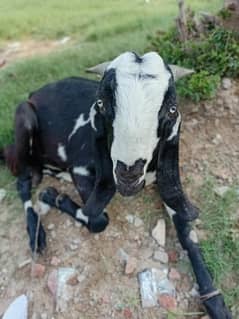 bakra,chatra,bakri