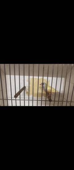 gouldien finches available