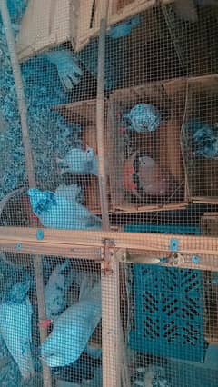 All Pigeon for sale hen mix