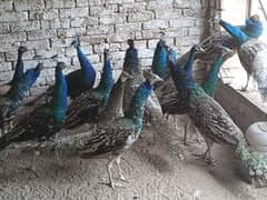 Peacock