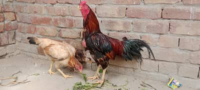 3 murgiya 1 choza or 1 murga seel