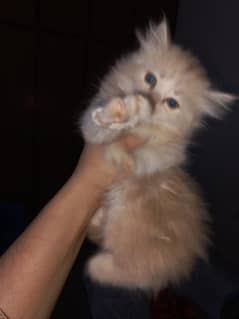 Persian kittens