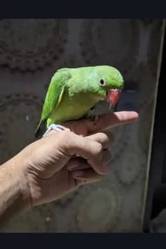 Green Parrot Chick