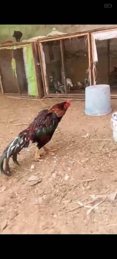 aseel high quality birds