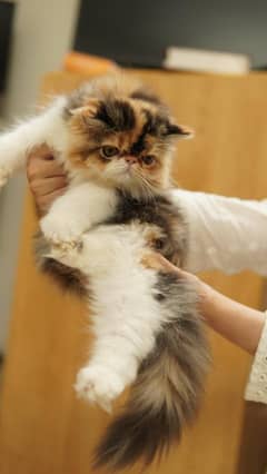 Persian