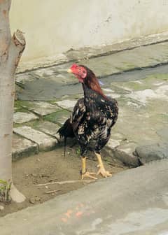 Aseal
