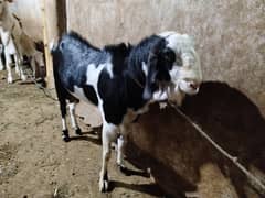 bissar tapra breeder for sale