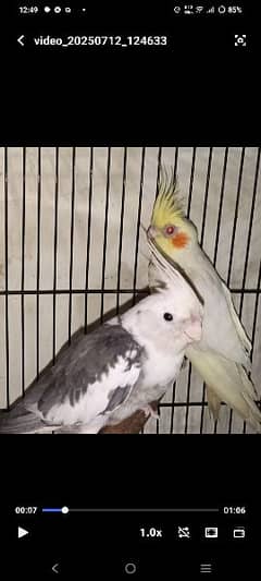 breeder