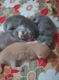 Persian kittens newborn baby triple coat 0-3-00-10-20-069