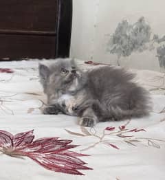 Pursian kittens