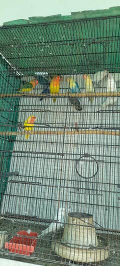 lovebirds for sale
