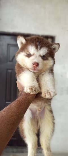 Siberian