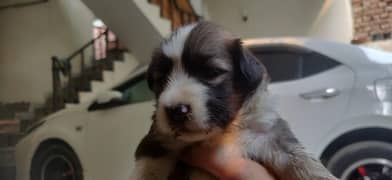 Puppies for sale