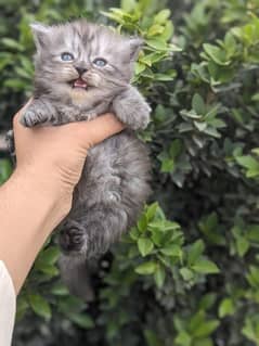 Persian