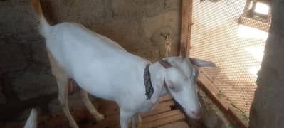 Taddy bakri with female kid.